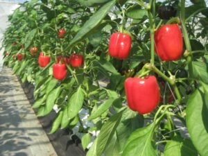 10dd022560d627e2b0c048ef42dbd730 1024x768